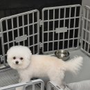 댕댕이살롱 | 광주 신가동 미용실 셋팅펌 잘하는 살롱드 위드 후기