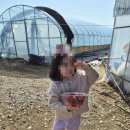 토경팜 | [충주 여행] 충주 일주일살기 12편 - 성호팜 딸기농원 딸기수확체험