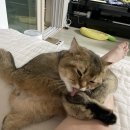 홍그루밍 티스토리