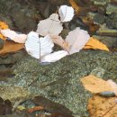 금빛솔여울에든가오름 이미지