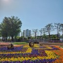 보강천 미루나무숲 이미지