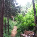 두동편백 이미지