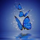 태안나비 이미지