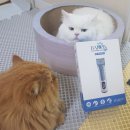 미용집사 | 고양이미용 강아지이발기 바론 프로바리깡 셀프미용후기