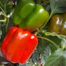 누나농장 이미지