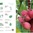 생활원예(반려식물) 이미지