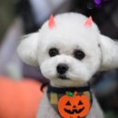 뽀송이네 펫살롱 이미지