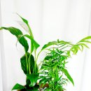 세상을위로하는 따뜻한 힘 힐링원예 이미지