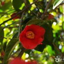 동백 죽전대로2 이미지