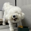 댕수성찬 이미지