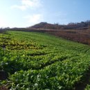 소호농장 이미지