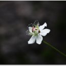 평창들꽃 이미지