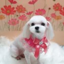 나나애견미용 이미지