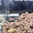 와우 오락실 이미지