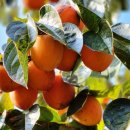 대봉사슴 이미지