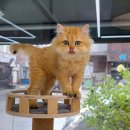 캣스토리 이미지