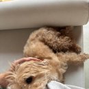 싱잉볼 힐링명상 | 사운드배스 싱잉볼 명상 힐링 후기