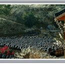 광양농원 이미지