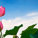 연꽃이야기 이미지