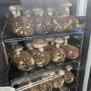 둥구산농장 | 상추 따고 버섯 따고 바비큐파티 즐기는 팜파티! (faet.둥구나무)