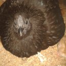 토종닭농장 이미지