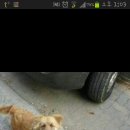 진지하개 이미지