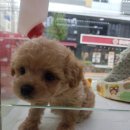 다온애견샵 이미지