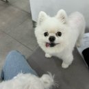 중부 검역본부 앞 | 태국 치앙마이 애견동반 여행 강아지 서류 수입허가서