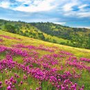 꽃이있는풍경 이미지