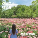 영천시화북면보건지소 | 분홍빛으로 가득했던 날, 영천 작약꽃밭에서 머물다