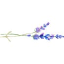 와이&에이치 인터네셔날