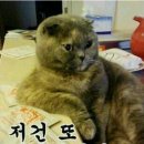 너프너프 이미지