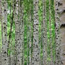 빛-자작나무 이미지