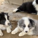 폼스하우스 이미지