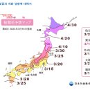 2023년 일본 벚꽃 개화시기 예상 이미지