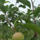 풍기약산농원