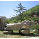 화석(규화목) 이미지