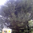 2조 식물도감 섬잣나무(Pinus parviflora) 이미지