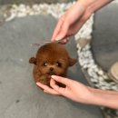 토이켄넬(Toy kennel) 네이버블로그