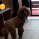 오렌지독하우스 이미지