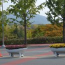 고목나무 이미지