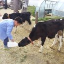 대관령 아기동물농장 이미지