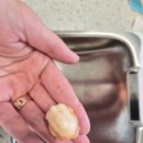 타임펫 | 🧀 강아지 루비 간식타임, 펫크루 야크치즈팝 후기