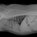 송도 종합 동물병원 이미지