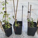 대림공판장 이미지