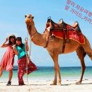 카멜 이미지