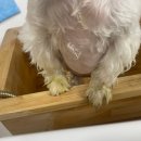 행복한애견미용실 이미지