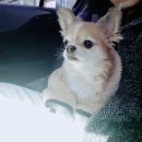 둘레길 동물병원 이미지