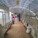 꼬꼬농장 이미지