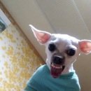 데구르르 이미지